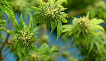 cannabis en fleurs prêt à être utilisé pour l'extraction dans divers produits médicaux et alimentaires ou boissons même pour le divertissement. photo