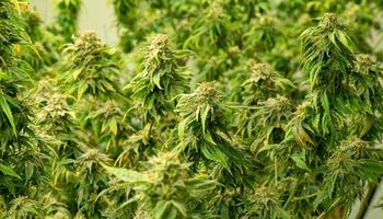 cannabis en fleurs prêt à être utilisé pour l'extraction dans divers produits médicaux et alimentaires ou boissons même pour le divertissement. photo
