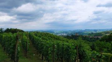 une belle texture de vignes dans les langhe piémontaises de monta d'alba, à l'été 2022 photo