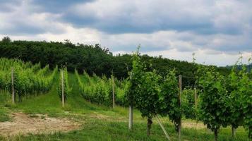 les vignobles de monta d'alba dans les langhe piémontaises, lors d'une mangialonga en juin 2022 photo