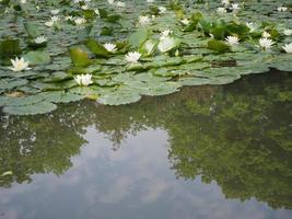 plante de nénuphar scientifique. nom nymphaea dans un étang photo