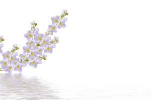 branche de fleurs de jasmin isolé sur fond blanc. photo