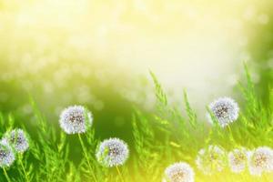 fleur de pissenlit moelleuse sur fond de paysage d'été. photo