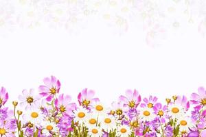 fleurs de marguerite des champs et cloches isolés sur fond blanc photo