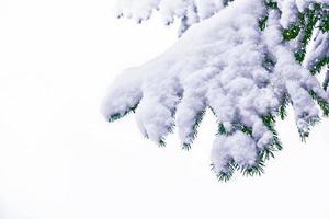 forêt sous le gel. paysage d'hiver. arbres couverts de neige. photo