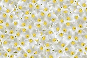 fleur de jasmin blanc. la branche délicates fleurs printanières photo