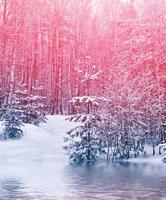 forêt d'hiver gelée avec des arbres couverts de neige. photo