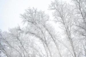 forêt sous le gel. paysage d'hiver. arbres couverts de neige. défocalisation photo