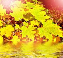 feuillage d'automne. automne doré. feuilles d'automne colorées photo
