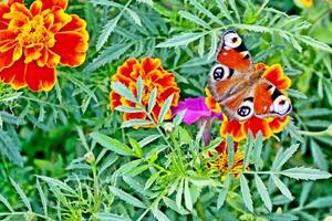 souci coloré sur le fond du paysage d'été. papillon sur une fleur photo