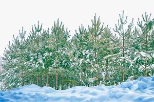 forêt d'hiver gelée avec des arbres couverts de neige. photo