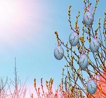 branche de saule contre le ciel bleu. photo