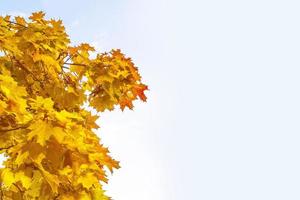 paysage d'automne avec un feuillage coloré et lumineux. été indien. photo