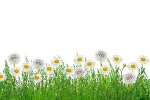 marguerites de fleurs sauvages. paysage d'été. fleurs de camomille blanche photo