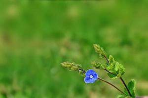 fleurs sauvages me-nots sur le fond du paysage d'été. photo