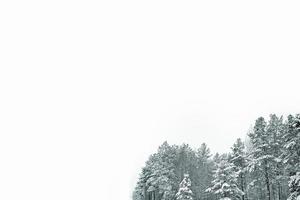 forêt d'hiver gelée avec des arbres couverts de neige. photo