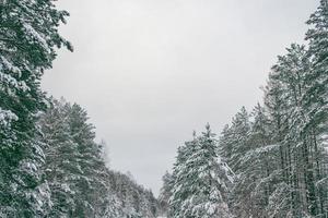 forêt d'hiver gelée avec des arbres couverts de neige. photo