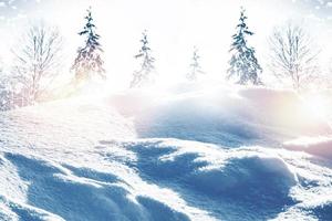 forêt d'hiver gelée avec des arbres couverts de neige. photo