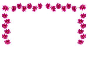 pivoine de fleurs lumineuses colorées photo