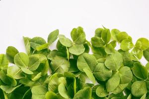 feuilles de trèfle vert isolés sur fond blanc. le jour de la saint patrick photo