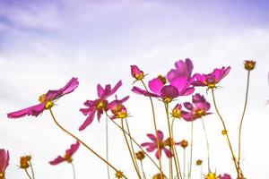 fleurs cosmos colorées sur fond de paysage d'été. photo