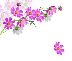 fleurs cosmos. fleurs de printemps en fleurs. photo