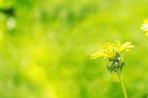 fleur de pissenlit moelleuse sur fond de paysage d'été. photo