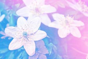 première fleur de perce-neige printanière. photo