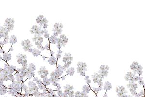 branche de fleurs de pomme blanche photo