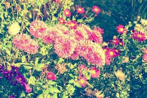 flou. fleurs de chrysanthème colorées photo