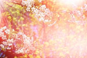 cerisier en fleurs. jardin fleuri au printemps. photo