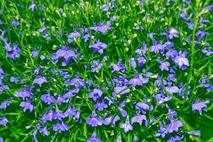 fleurs sauvages me-nots sur le fond du paysage d'été. photo