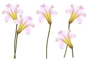 fleurs de lys lumineuses isolées sur fond blanc. photo