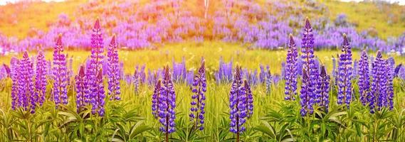 paysage d'été avec de belles fleurs de lupin lumineuses photo