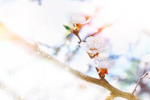 branche fleurie abricot . fleurs de printemps aux couleurs vives photo