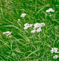 fleurs d'achillée millefeuille sur fond de paysage d'été. photo