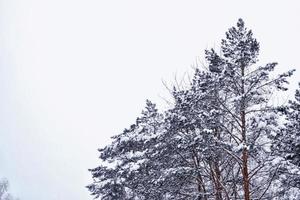 forêt d'hiver gelée avec des arbres couverts de neige. photo