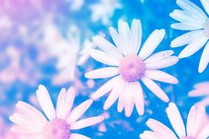 fleurs de marguerite blanches lumineuses sur fond de paysage d'été. photo