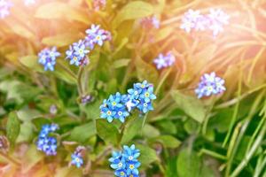 fleurs sauvages me-nots sur le fond du paysage d'été. photo