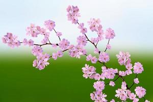 jardin fleuri au printemps. photo