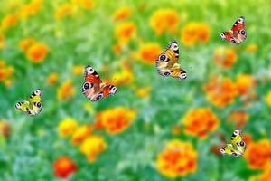 souci coloré sur le fond du paysage d'été. papillon sur une fleur photo