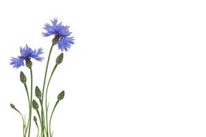 bleuet fleur sauvage photo