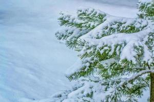 forêt d'hiver gelée avec des arbres couverts de neige. photo