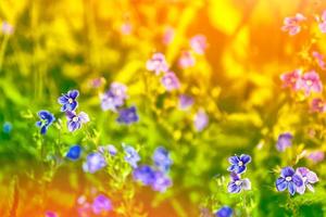 fleurs sauvages me-nots sur le fond du paysage d'été. photo