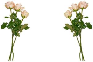 cinq roses sur fond blanc. fond floral photo