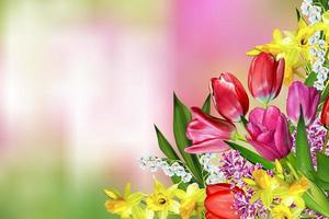 fleurs de printemps jonquilles et tulipes photo