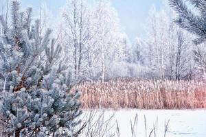 forêt sous le gel. paysage d'hiver. arbres couverts de neige. photo