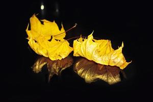feuilles d'automne aux couleurs vives. la nature photo