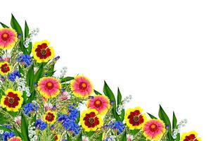 bouquet de fleurs colorées de gaillarde. fleurs délicates isolées sur fond blanc photo