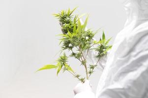 un scientifique portant un masque, des lunettes et des gants examine une plante de chanvre dans une serre. concept de phytothérapie alternative, huile de cbd, industrie pharmaceutique photo